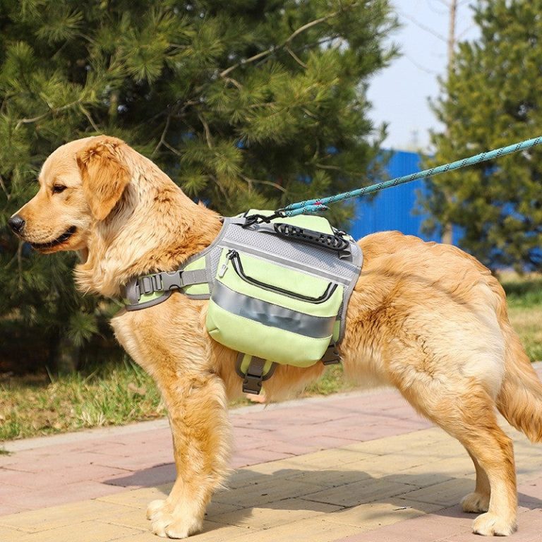 Take your dog on an adventure: A wonderful journey with the Dog Outdoor Backpack